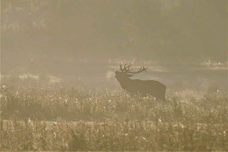 Weert Foto 5.jpg - Herten